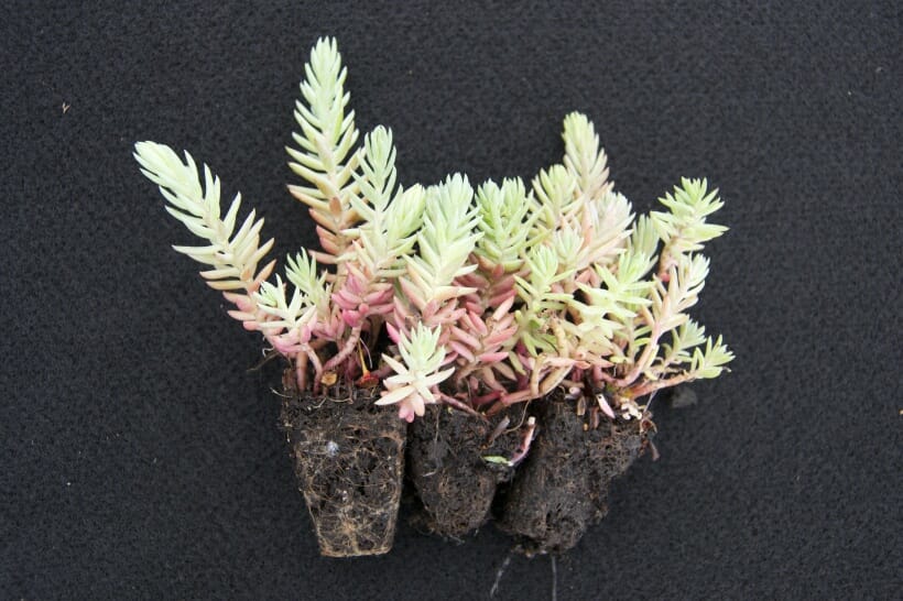 Sedum Plugs