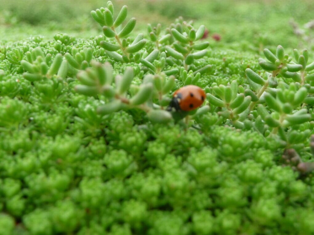 British-horse-society-scaled-e1710844226156