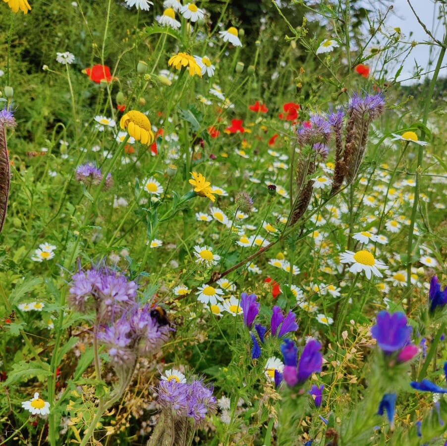 Wildflower Seed Mix