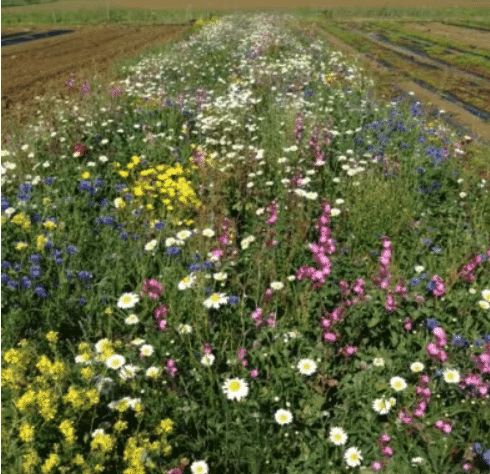 Wildflower Blanket
